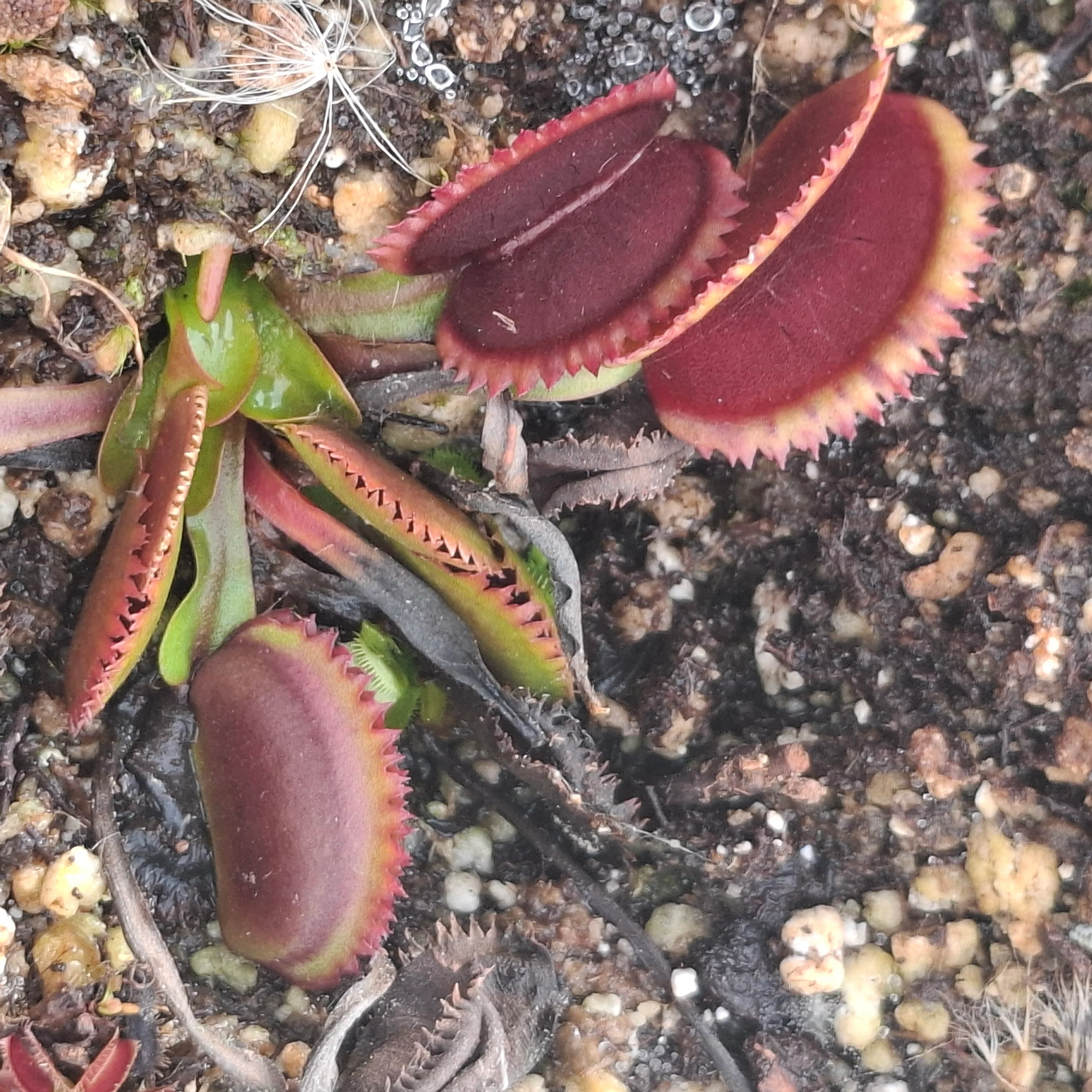Dionaea muscipula <br>VENUS FLYTRAP RED SAWTOOTH MIX - Image 2