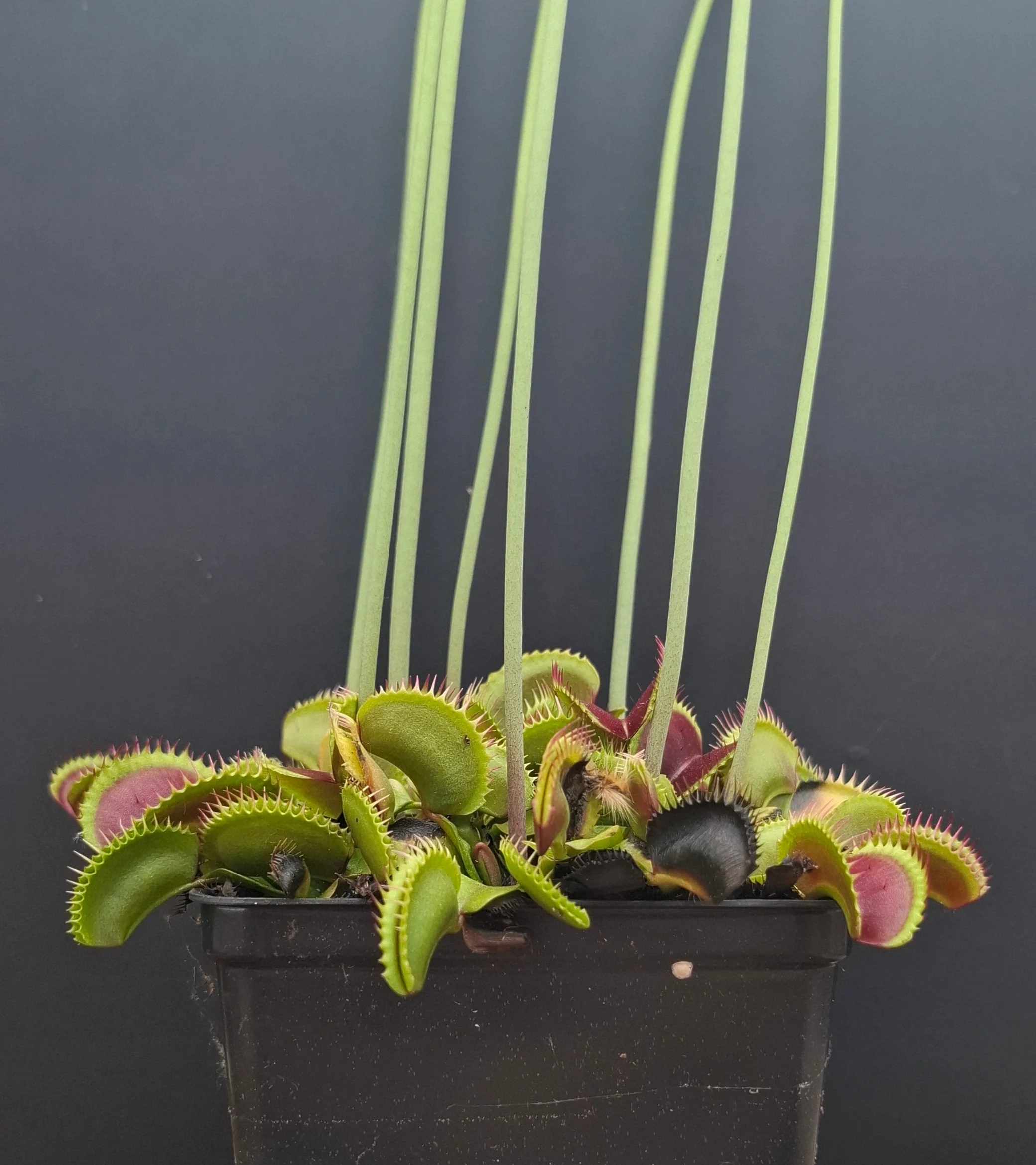 Dionaea muscipula <br>VENUS FLYTRAP 'SANDOKAN' x OP - Image 2