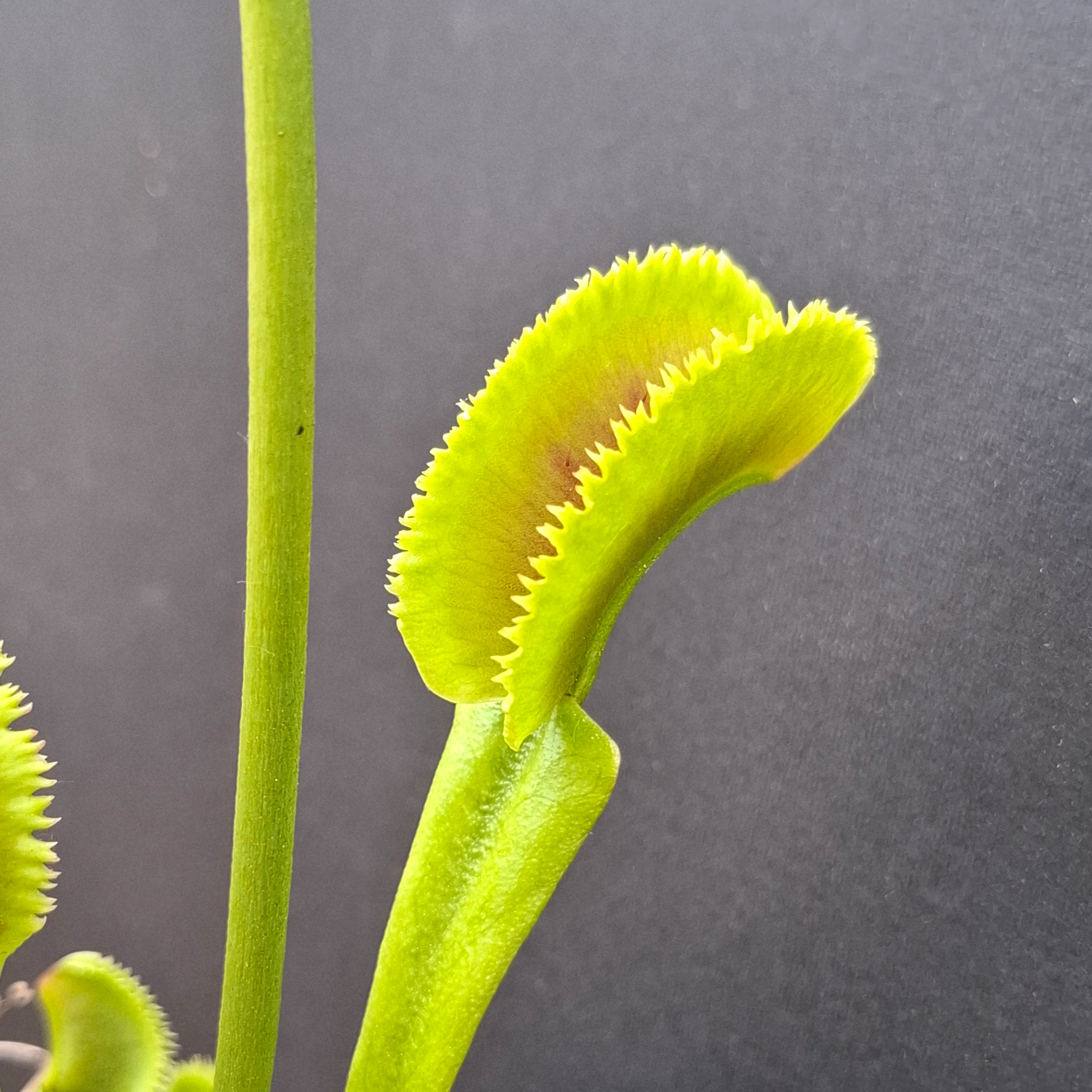 Dionaea muscipula <br>VENUS FLYTRAP 'SHARK TEETH' OP