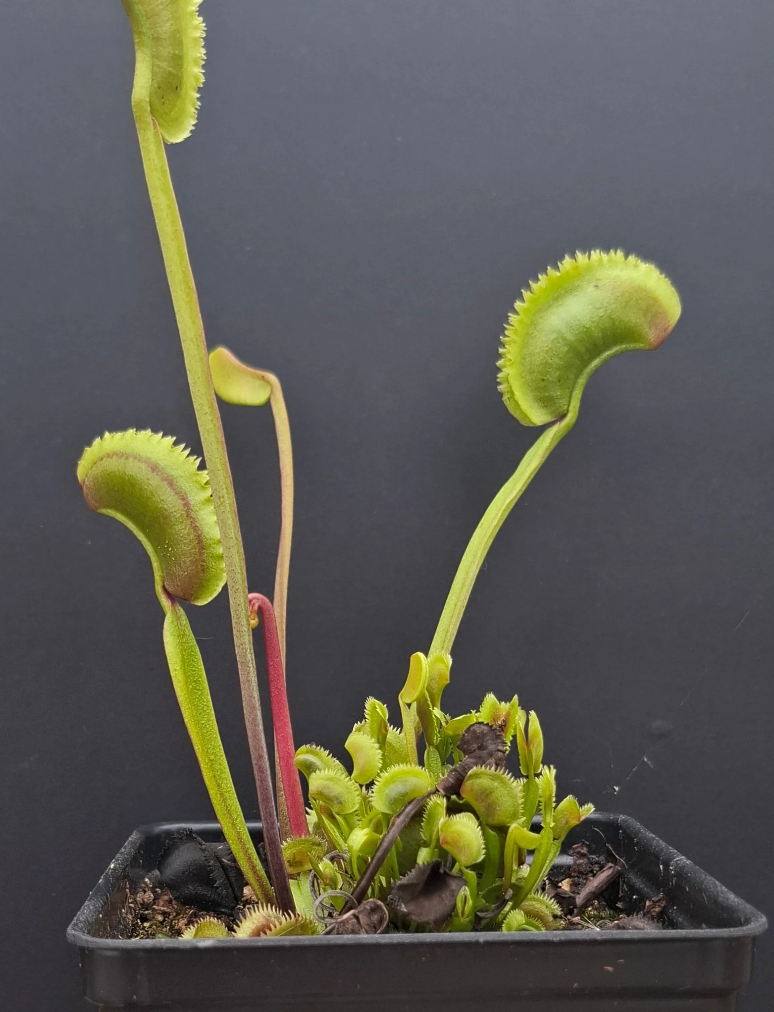 Dionaea muscipula <br>VENUS FLYTRAP 'SL024' x OP - Image 2