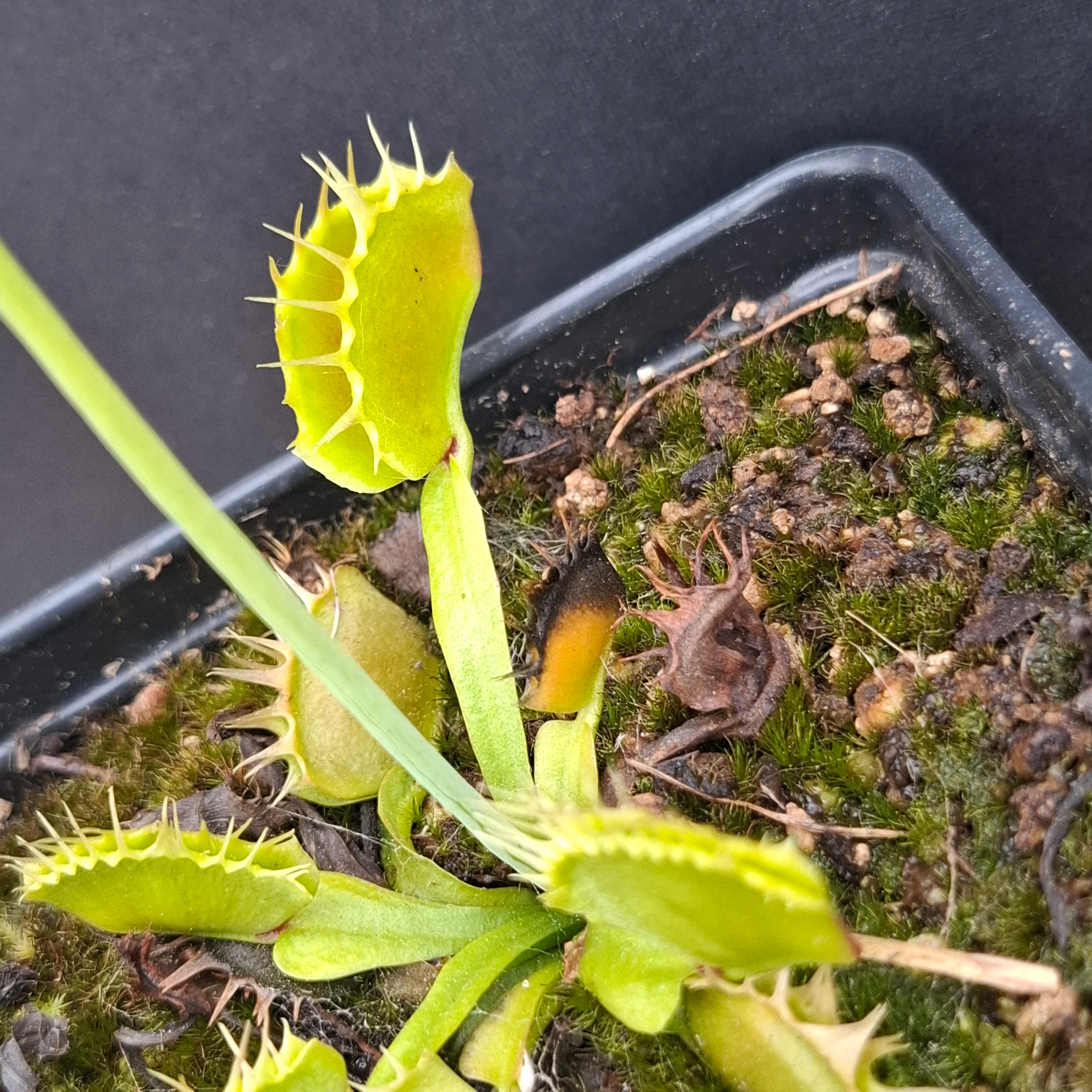 Dionaea muscipula <br>VENUS FLYTRAP 'STILETTO' x OP