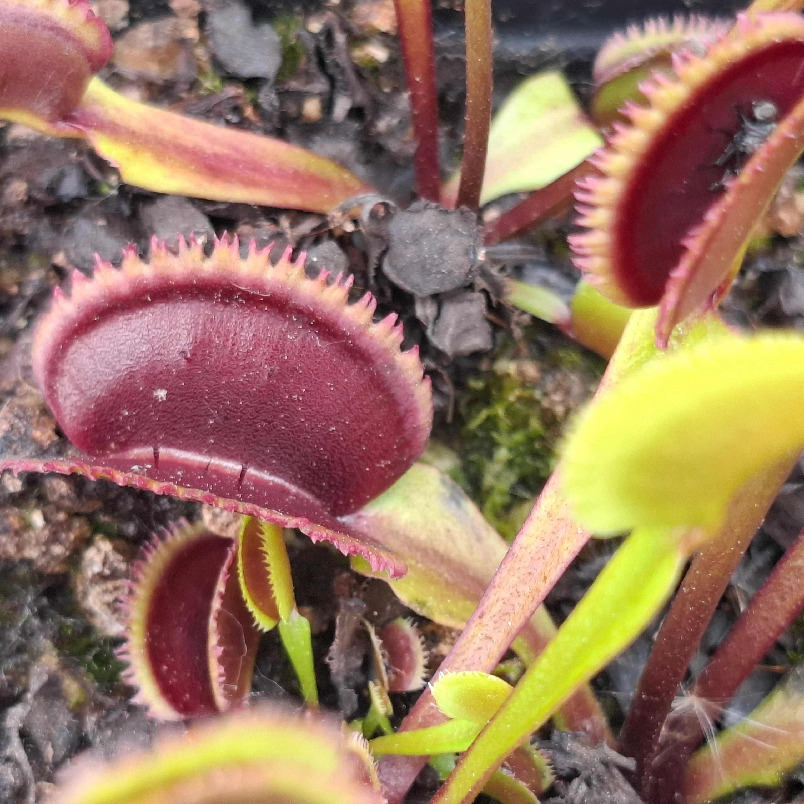 Dionaea muscipula <br>VENUS FLYTRAP 'SUNRISE' x OP