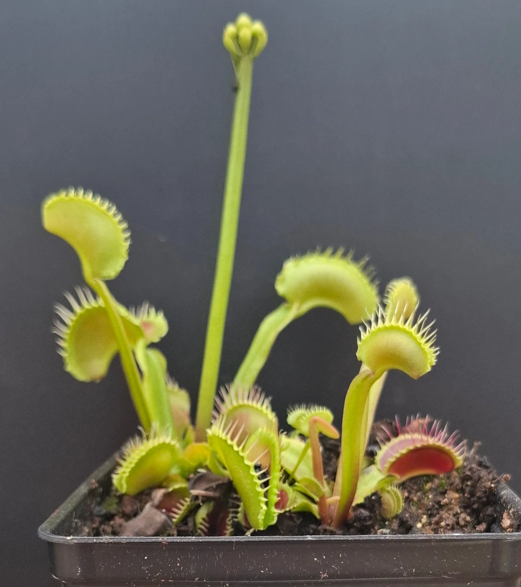 Dionaea muscipula <br>VENUS FLYTRAP 'WAVE CLIP' x OP - Image 2