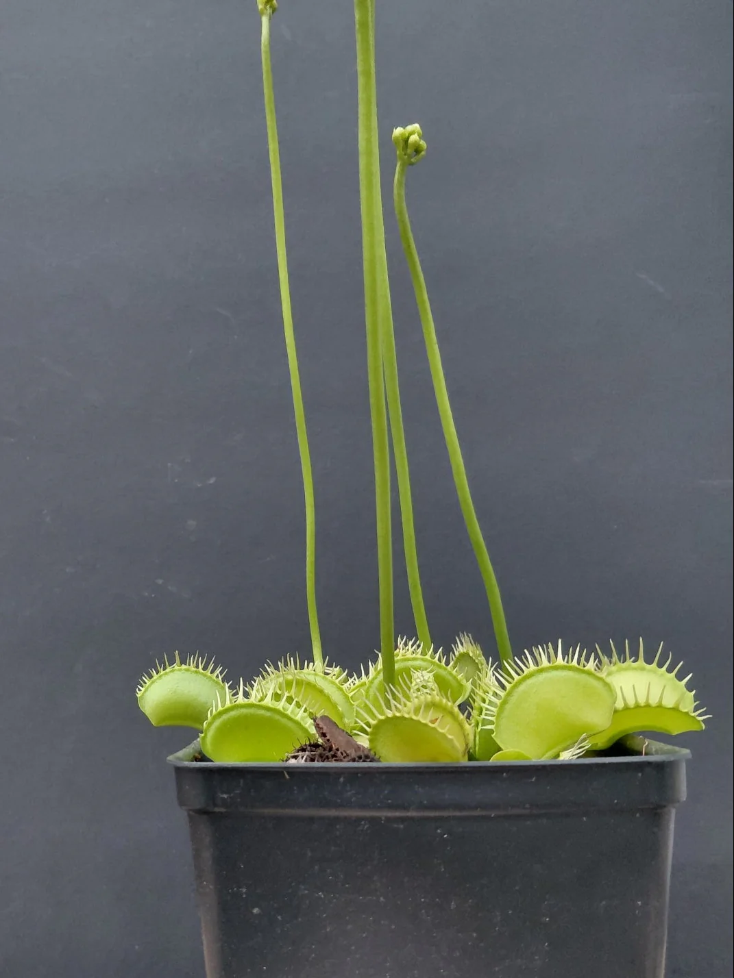 Carnivorous Seeds