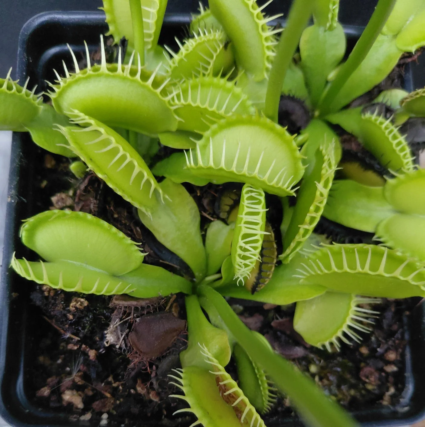 Dionaea muscipula <br>VENUS FLYTRAP 'YELLOW WHITE' x OP - Image 2