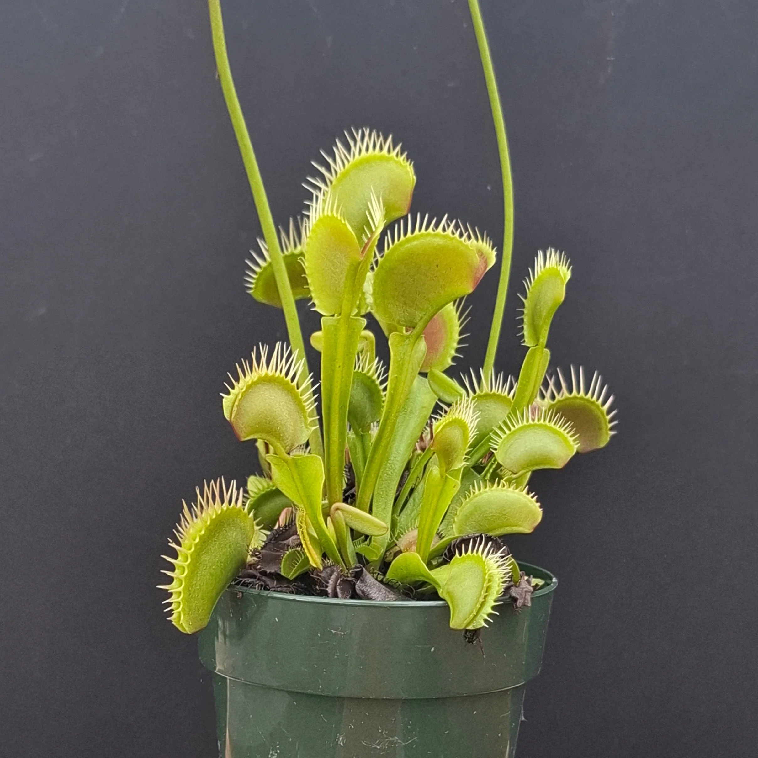 Dionaea muscipula <br>VENUS FLYTRAP 'Z02' x OP - Image 2