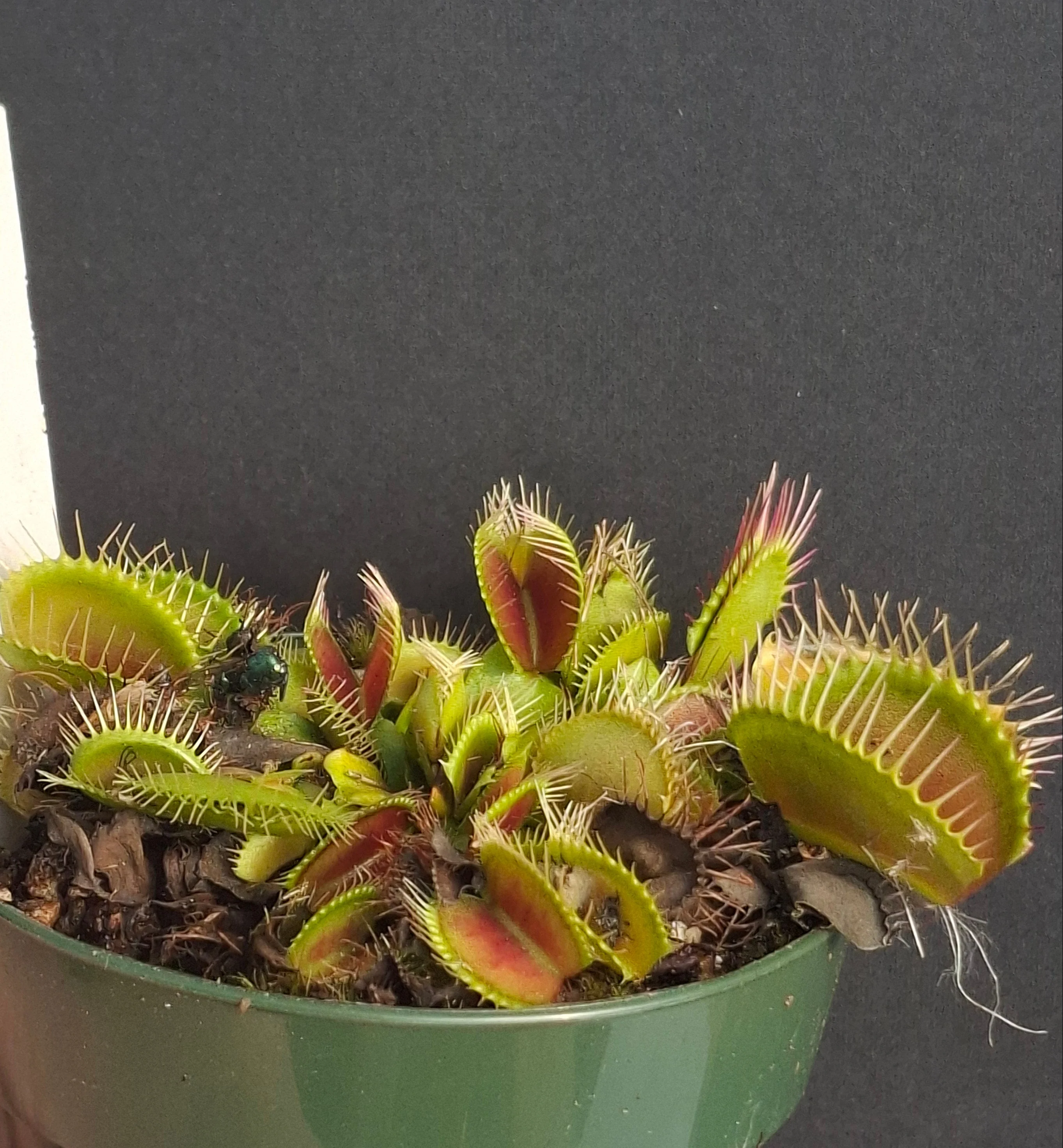 Dionaea muscipula <br>VENUS FLYTRAP 'G16, ADRIAN GIANT' x OP