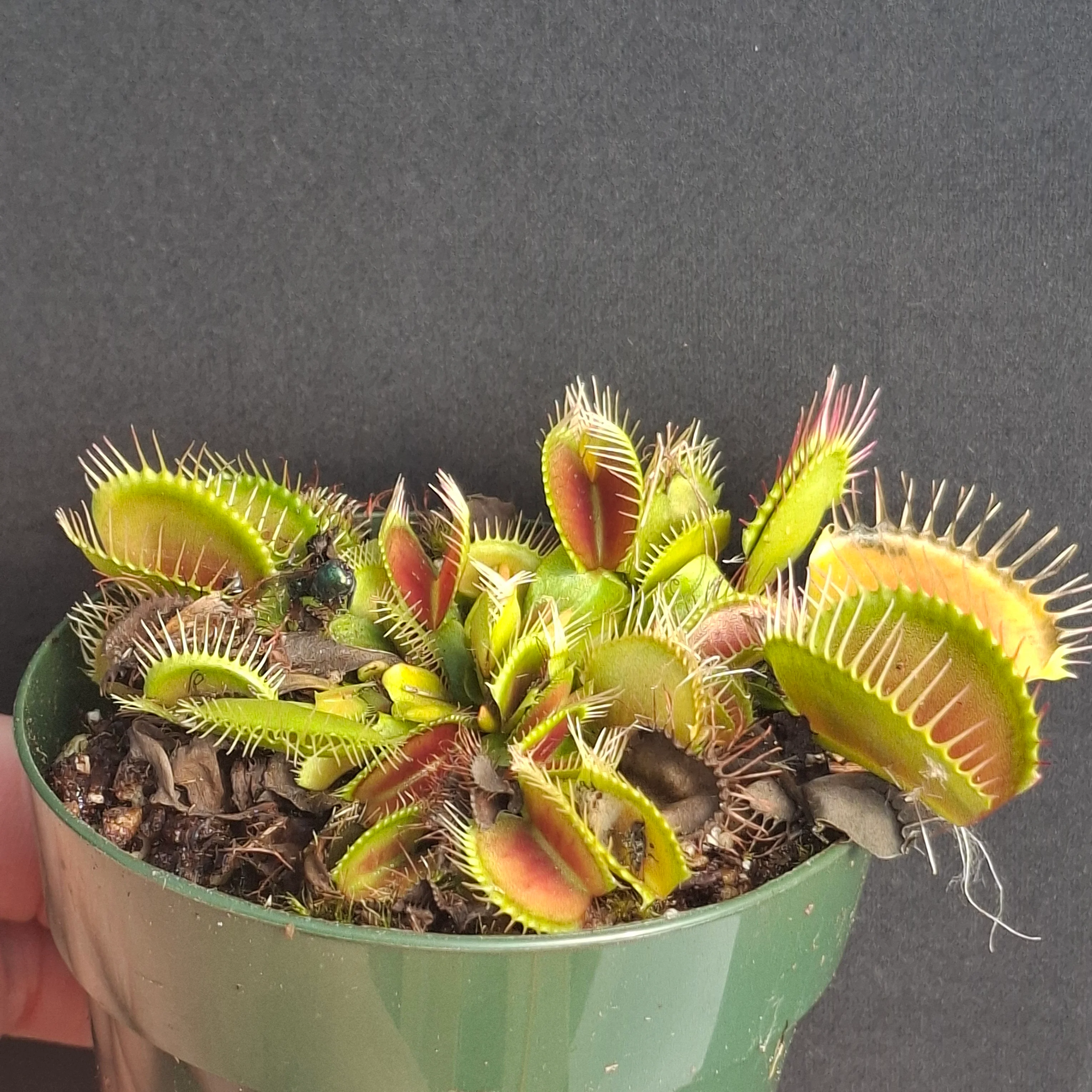 Dionaea muscipula <br>VENUS FLYTRAP 'G16, ADRIAN GIANT' x OP - Image 2
