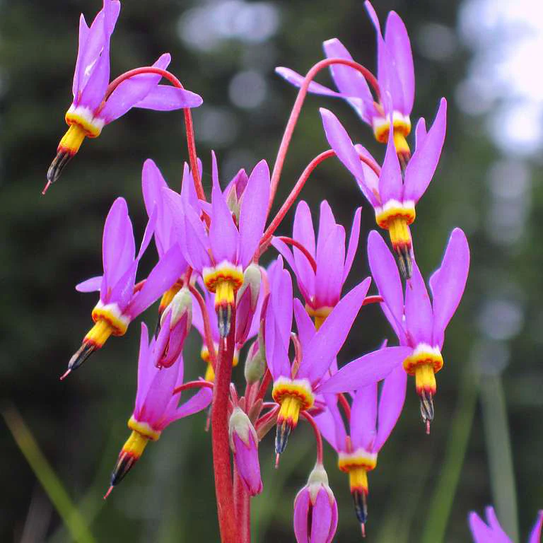 Dodecatheon pulchellum <br>SHOOTING STAR