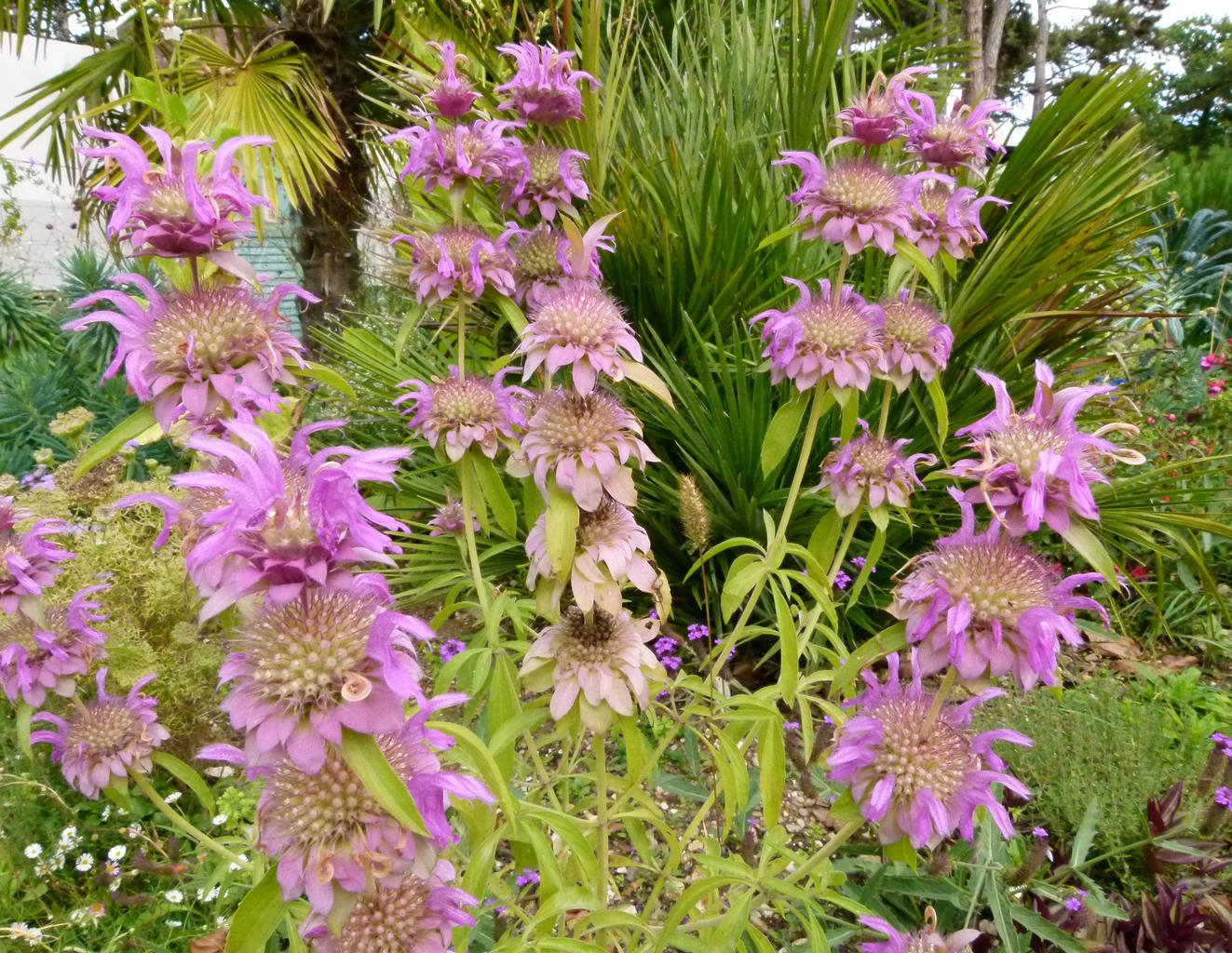 Monarda punctata <br>DOTTED HORSEMINT