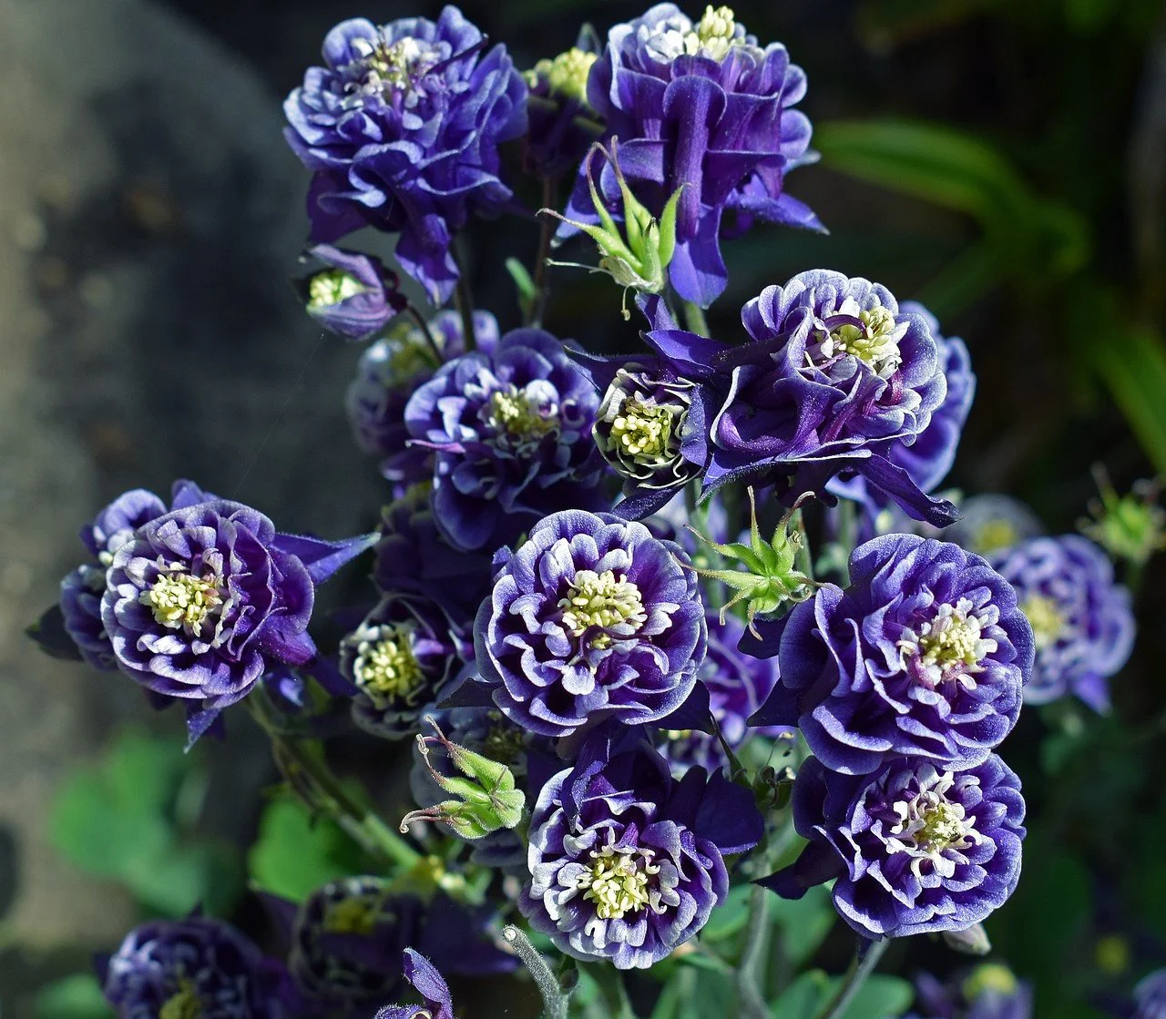 Aquilegia <br>BLUE DOUBLE COLUMBINE