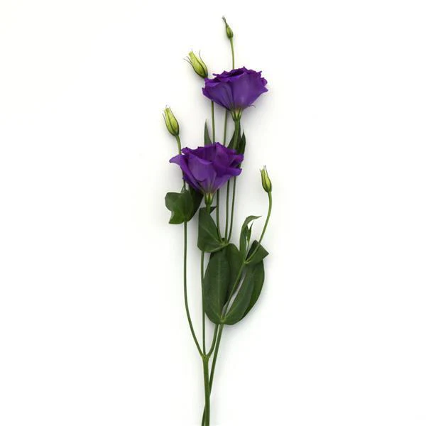 Eustoma grandiflorum <br>LISIANTHUS BLUE 2 EXTRA-TALL - Image 2