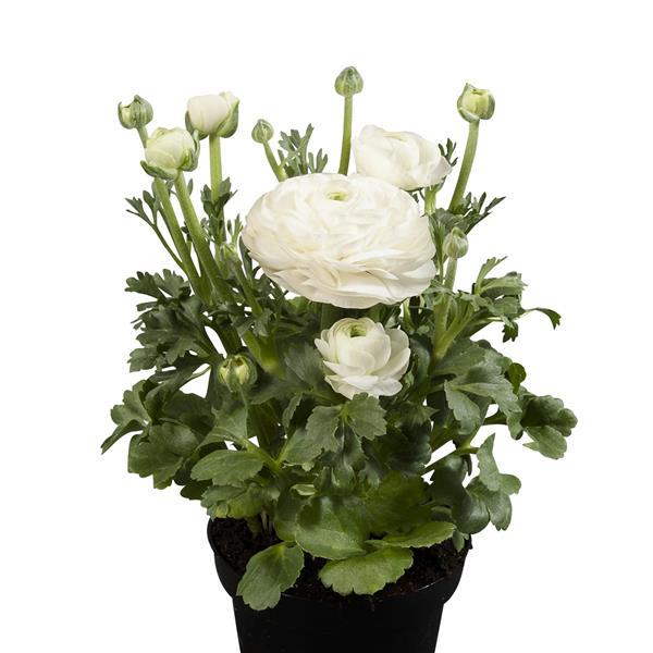Ranunculus asiaticus <br>RANUNCULUS COMPACT WHITE.