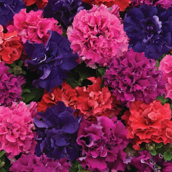 Petunia <br>PETUNIA DOUBLE CASCADE BOLD MIX