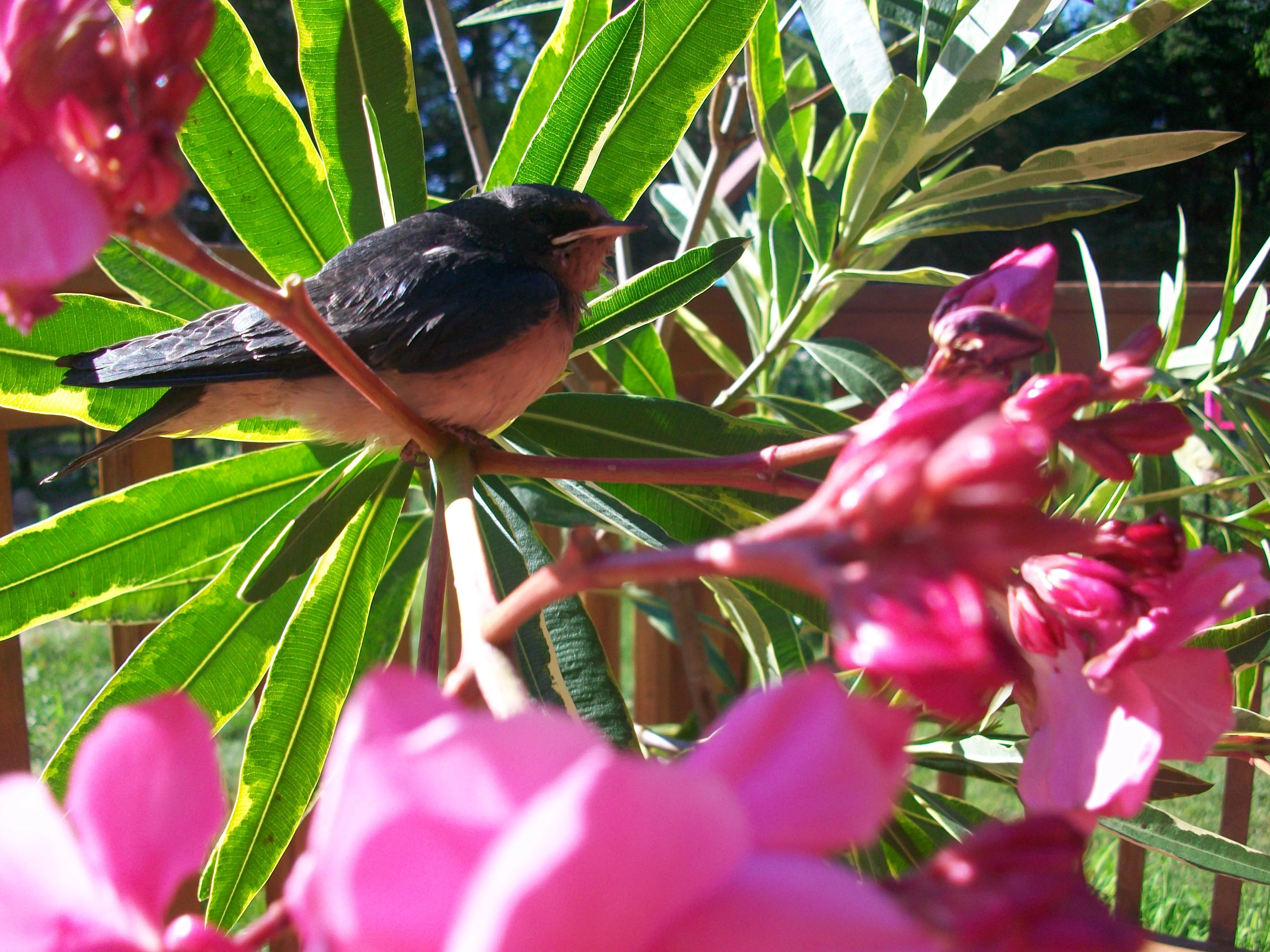 Oleander nerium <br>DOUBLE PINK OLEANDER - Image 2