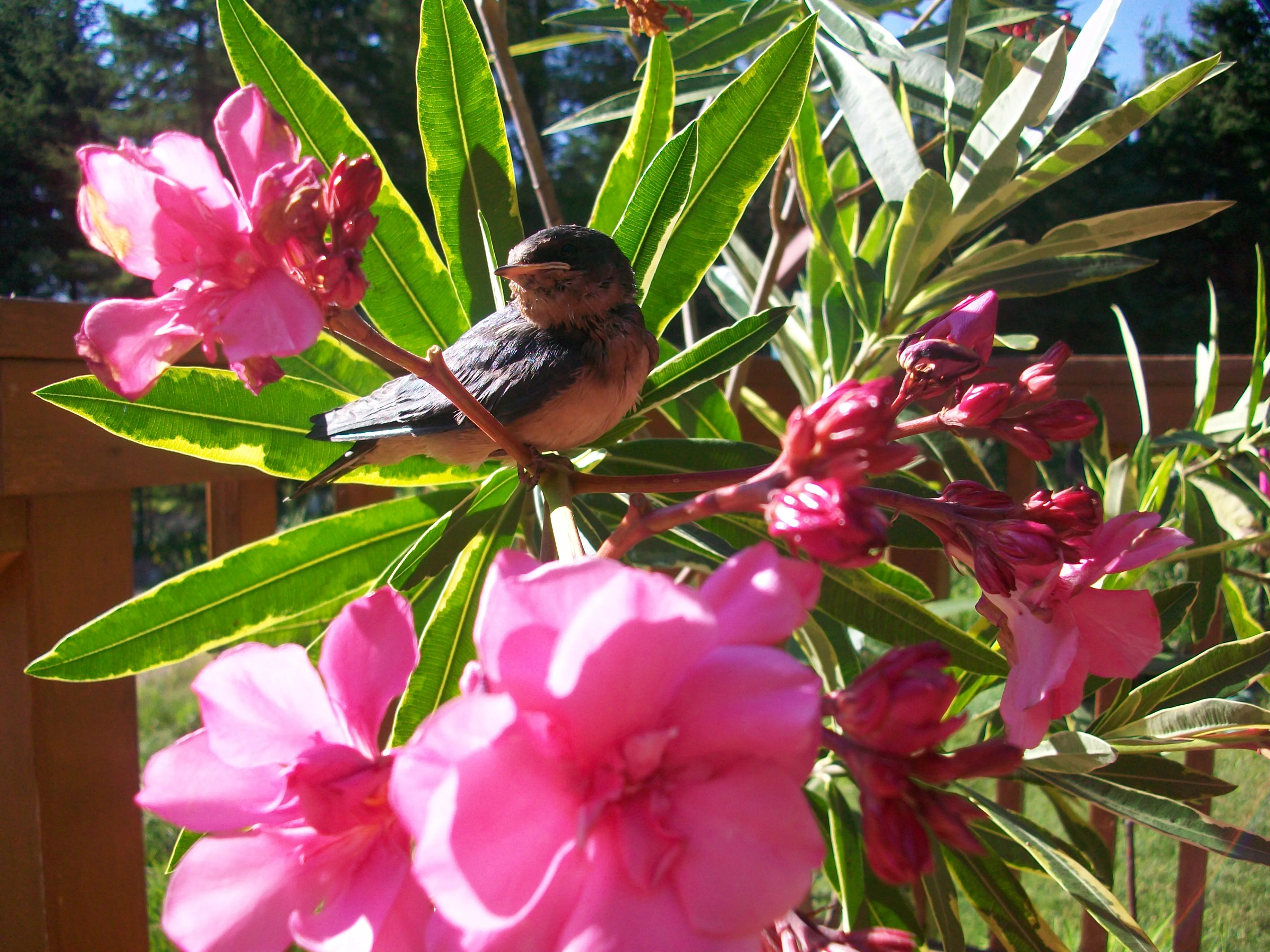 Oleander nerium <br>DOUBLE PINK OLEANDER - Image 3