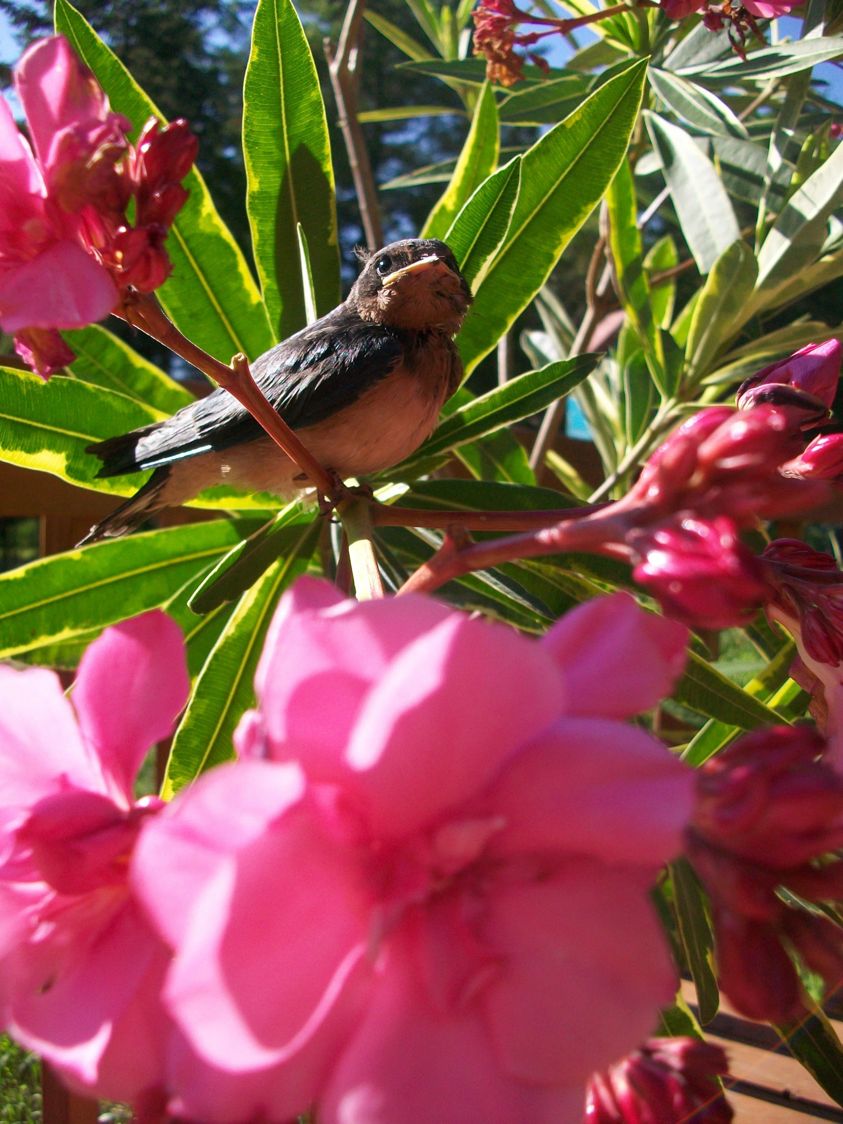Oleander nerium <br>DOUBLE PINK OLEANDER - Image 4