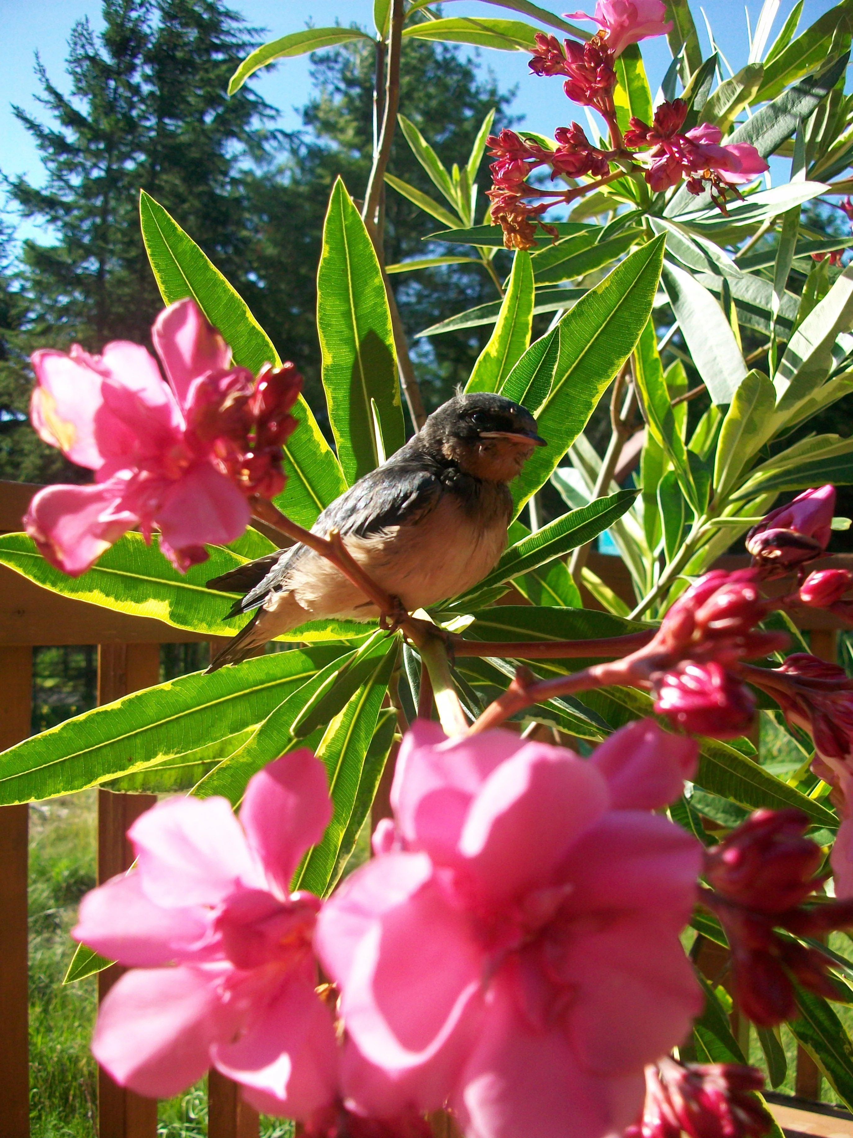 Oleander nerium <br>DOUBLE PINK OLEANDER - Image 5
