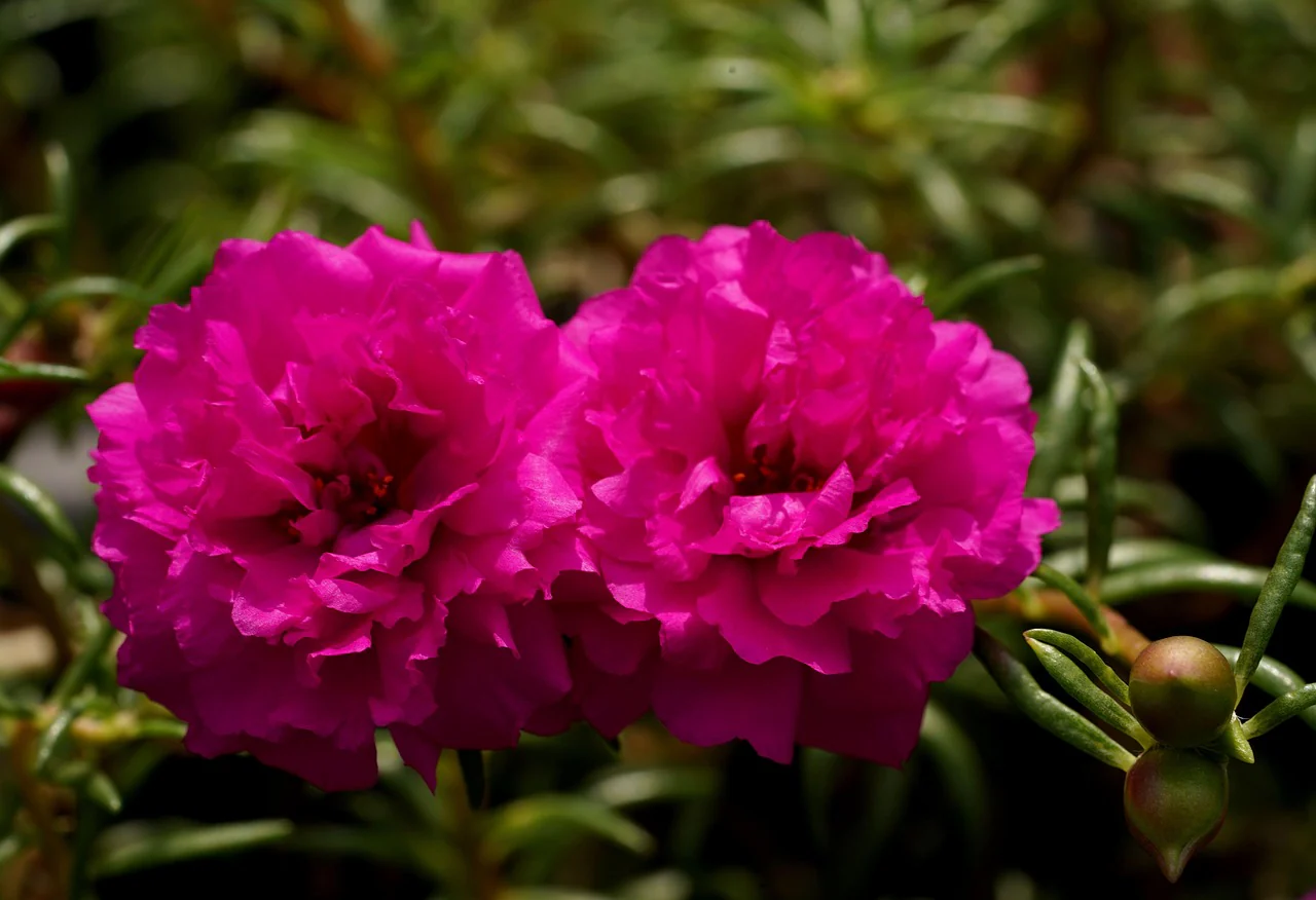 Portulaca <br>DOUBLE MOSS ROSE MIX - Image 3