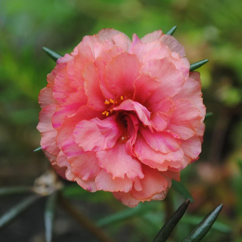 Portulaca <br>DOUBLE MOSS ROSE MIX - Image 7