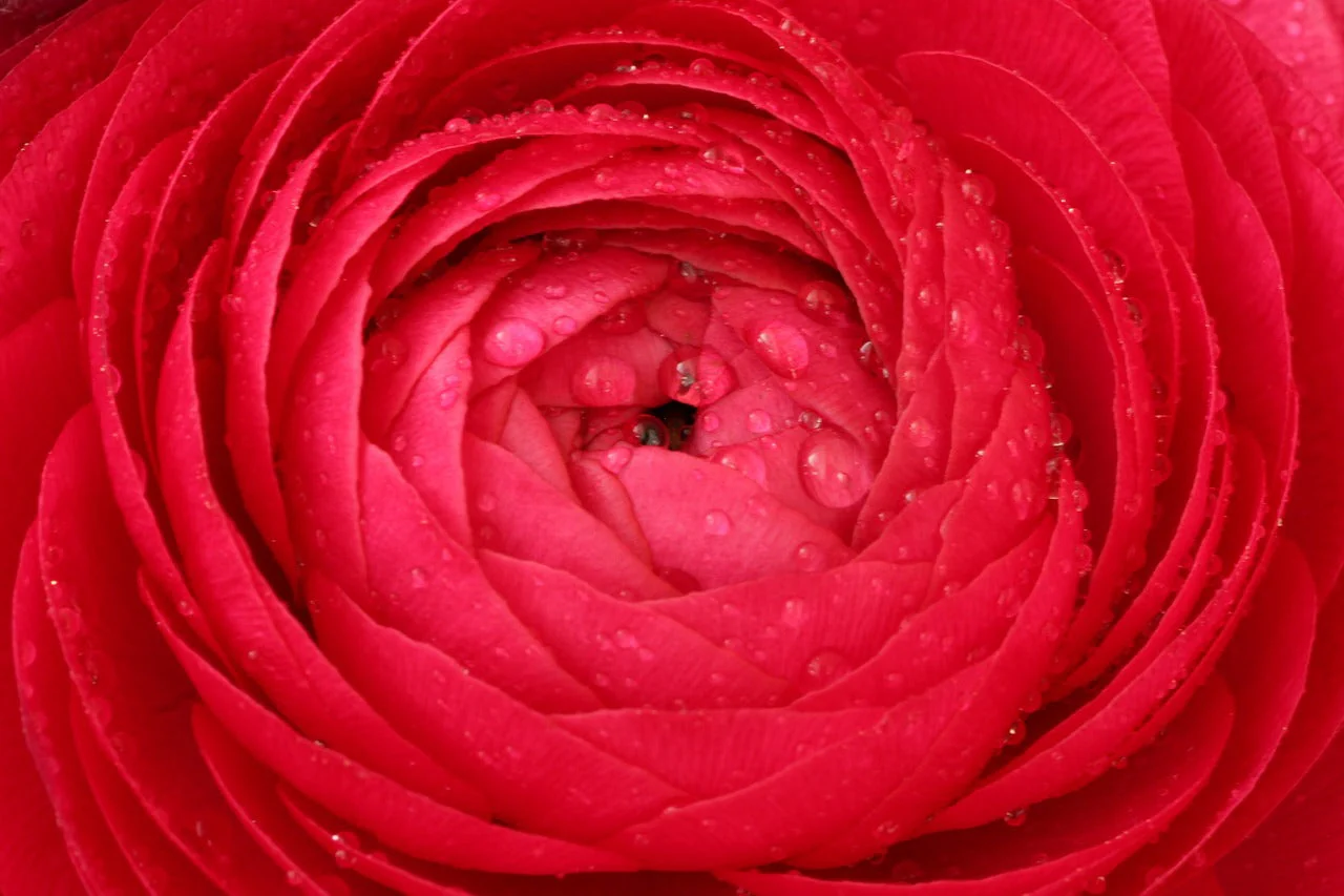 Ranunculus <br>DOUBLE RED RANUNCULUS