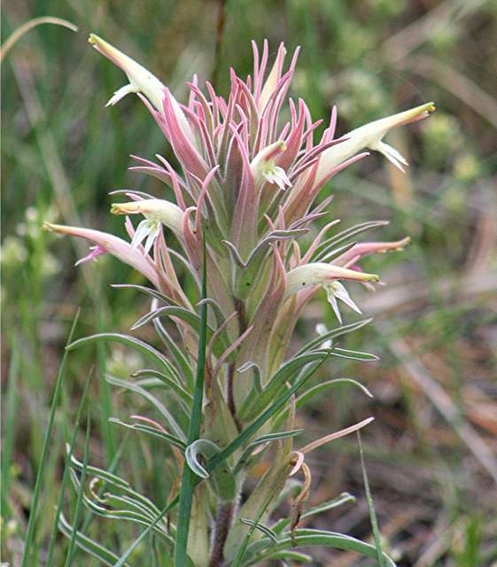 Castilleja sessiliflora <br>DOWNY PAINTED CUP