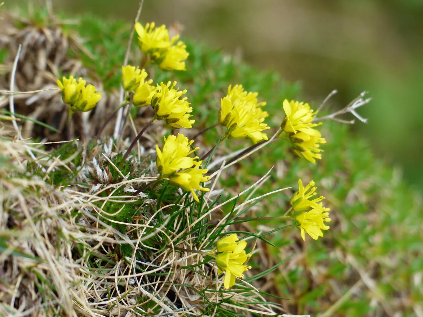 Draba aizoides <br>YELLOW WHITLOW GRASS