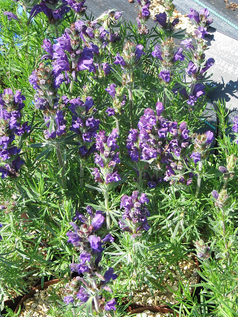 Dracocephalum austriacum <br>DRAGONHEAD.