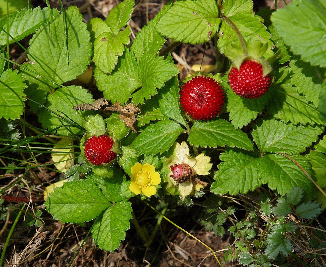 Duchesnea indica <br>MOCK STRAWBERRY 'TUTTI FRUTTI'