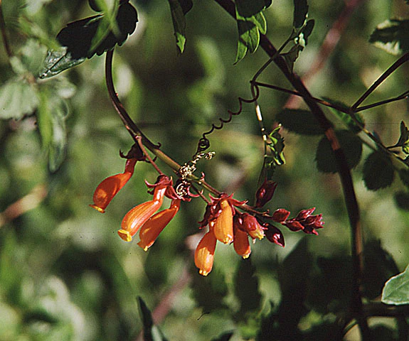 Eccremocarpus scaber <br>CHILEAN GLORY VINE MIX - Image 2
