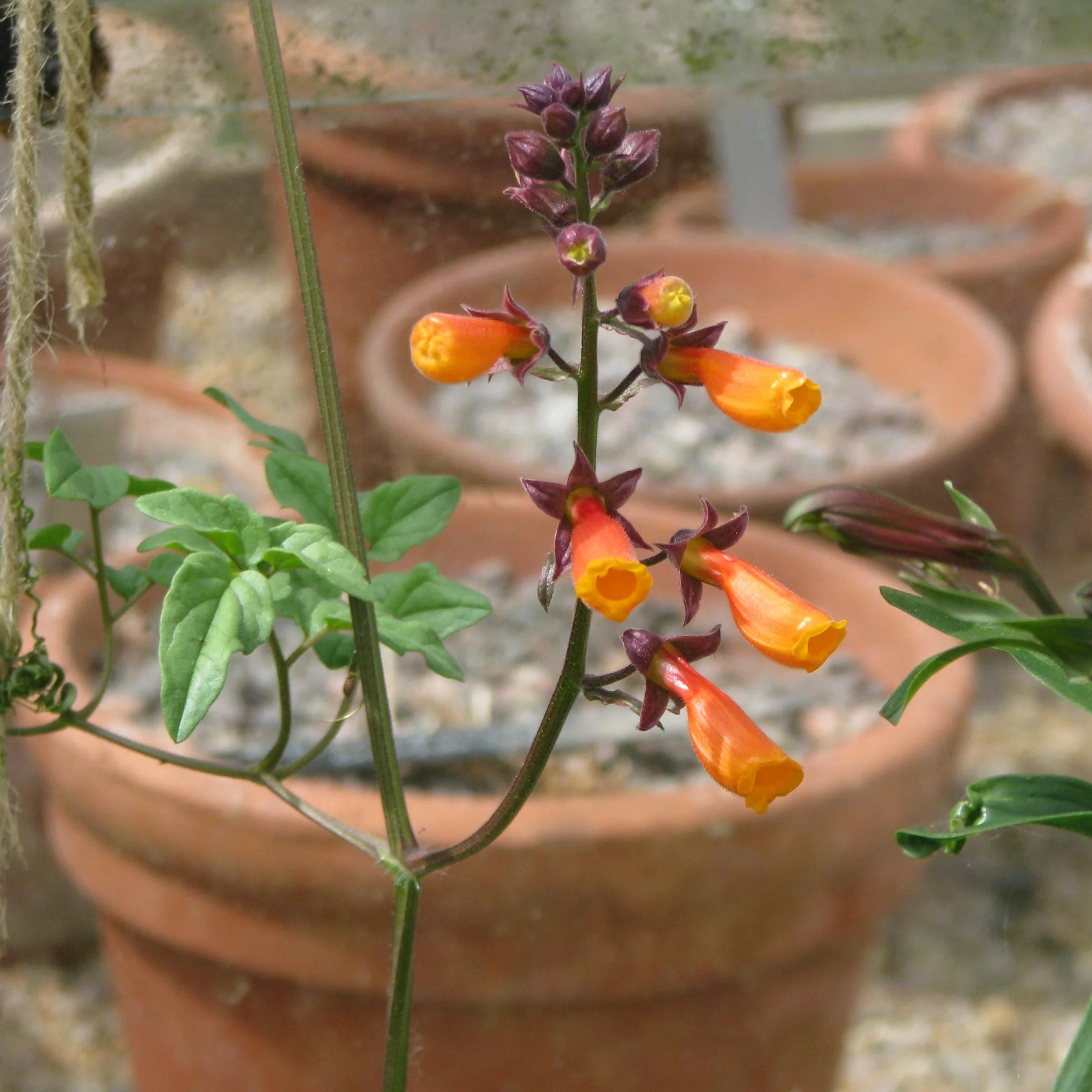 Eccremocarpus scaber <br>CHILEAN GLORY VINE MIX - Image 3
