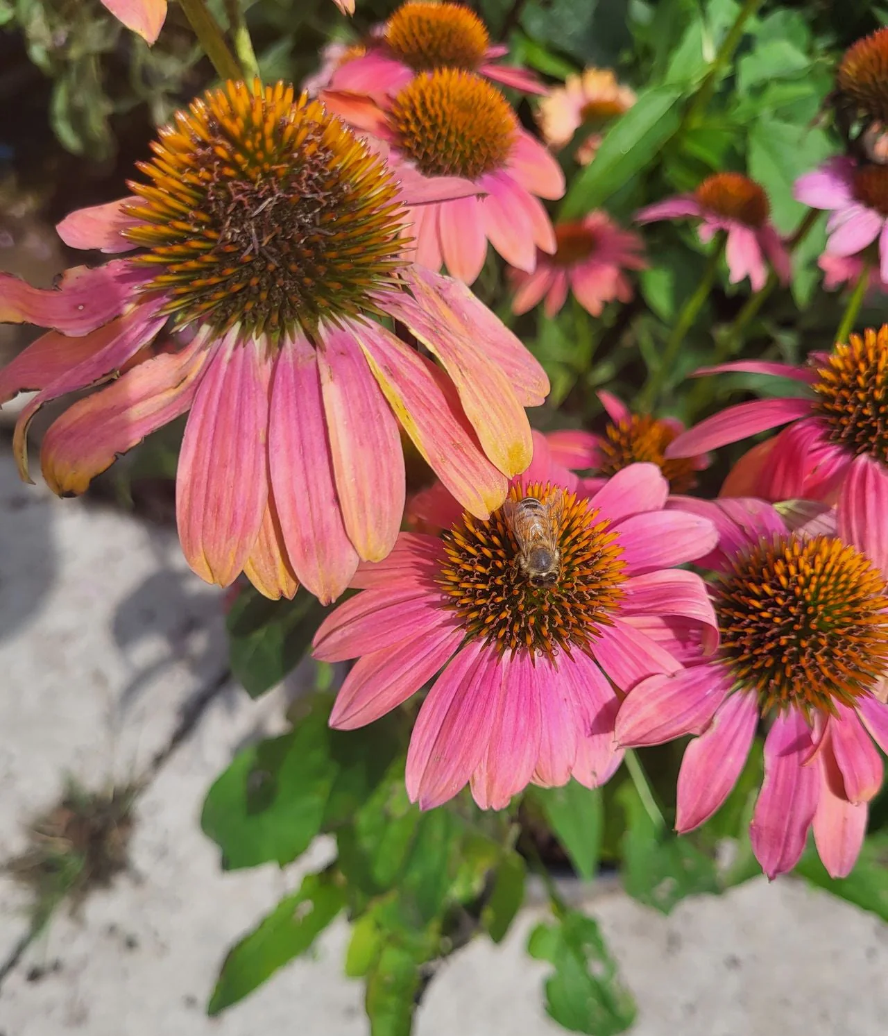 Echinacea <br>CONEFLOWER MIXED COLOURS - Image 10