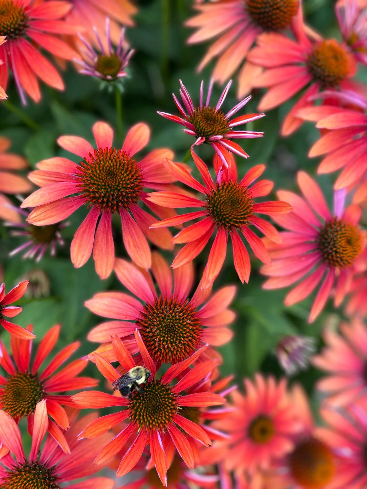 Echinacea <br>CONEFLOWER MIXED COLOURS - Image 11