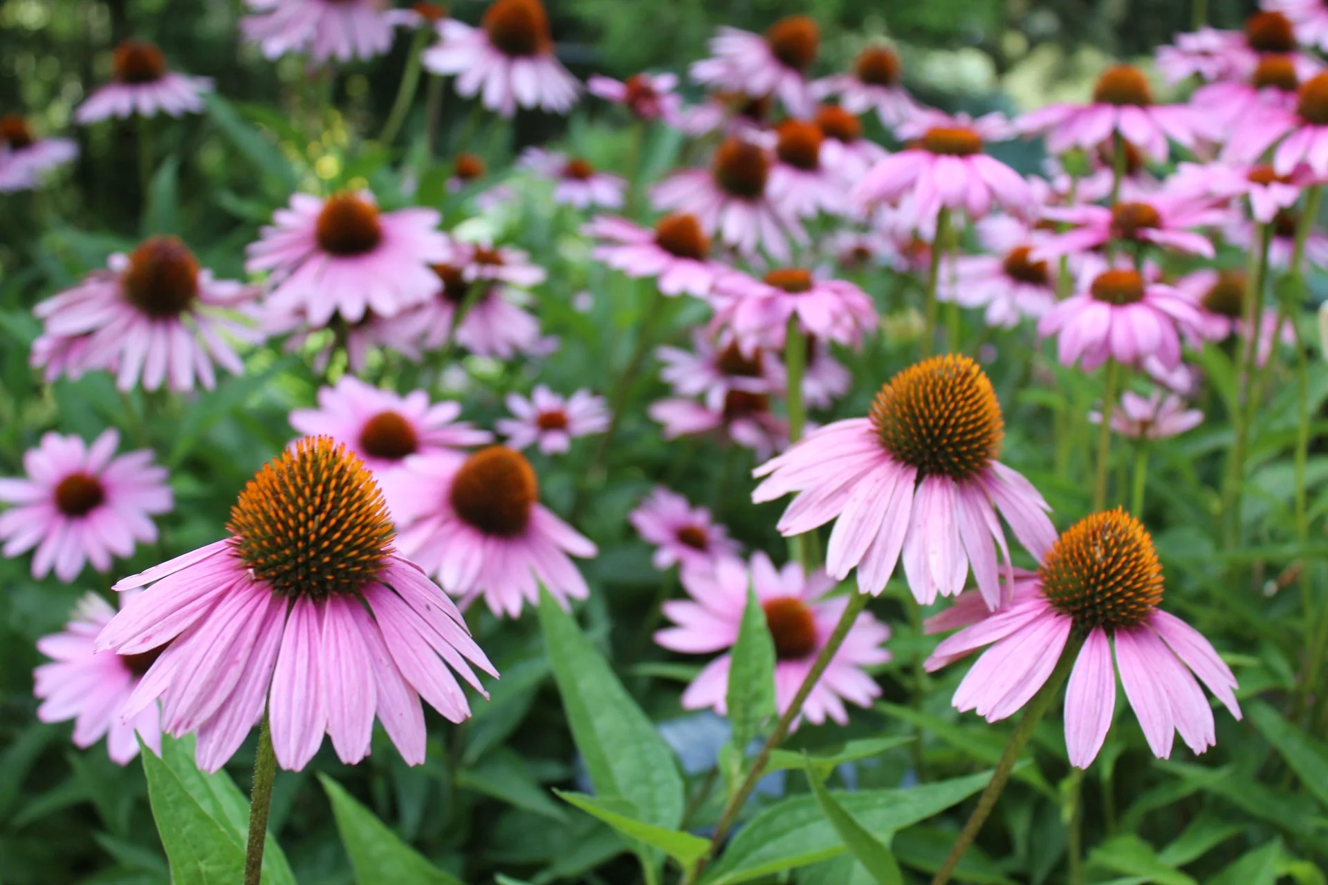 Echinacea <br>CONEFLOWER MIXED COLOURS - Image 12