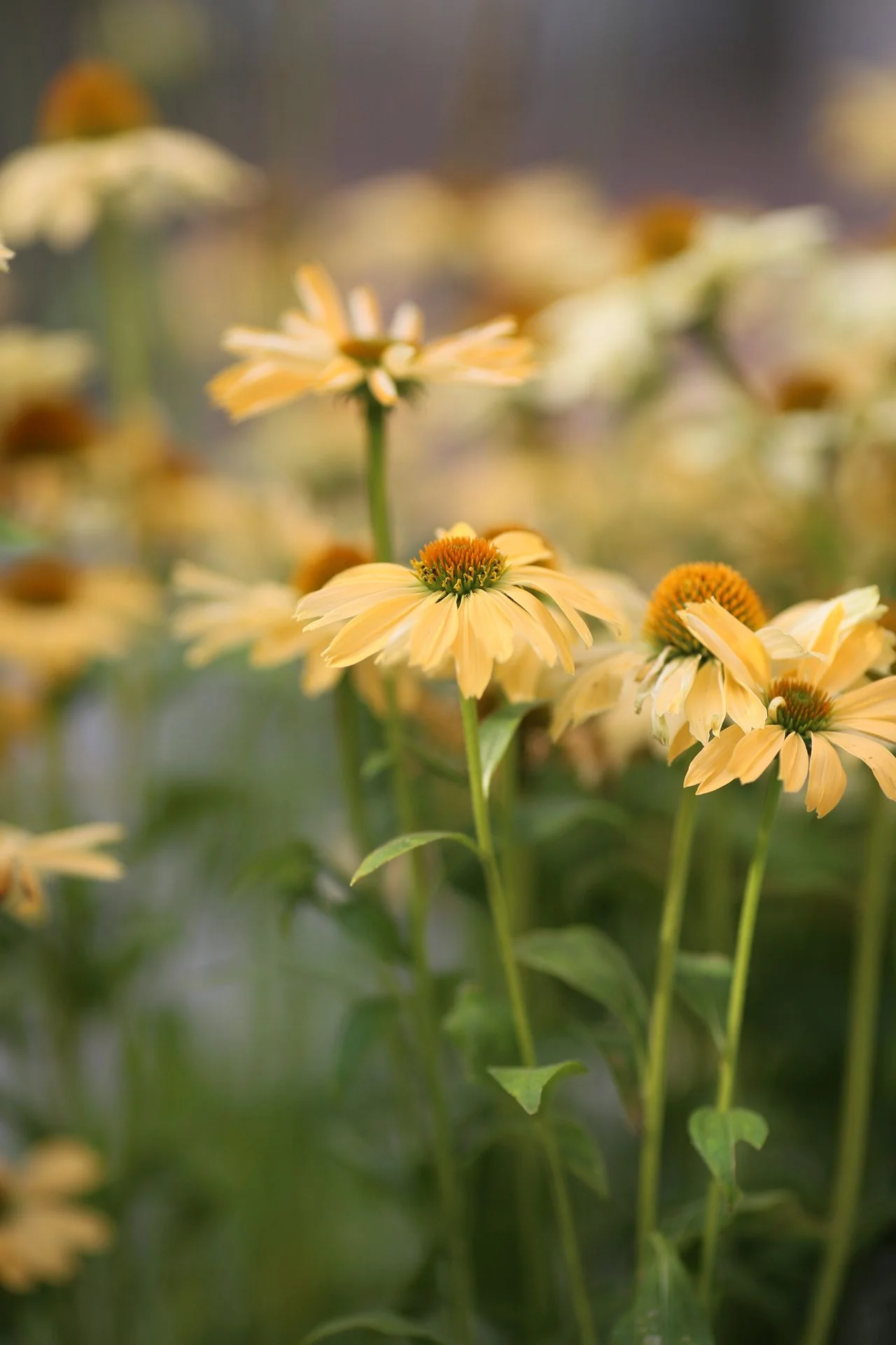 Echinacea <br>CONEFLOWER MIXED COLOURS - Image 13
