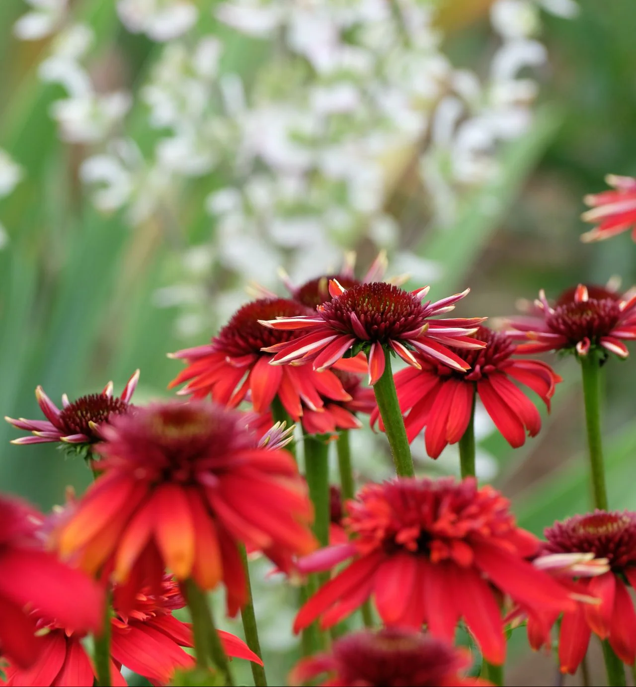 Echinacea <br>CONEFLOWER MIXED COLOURS - Image 15