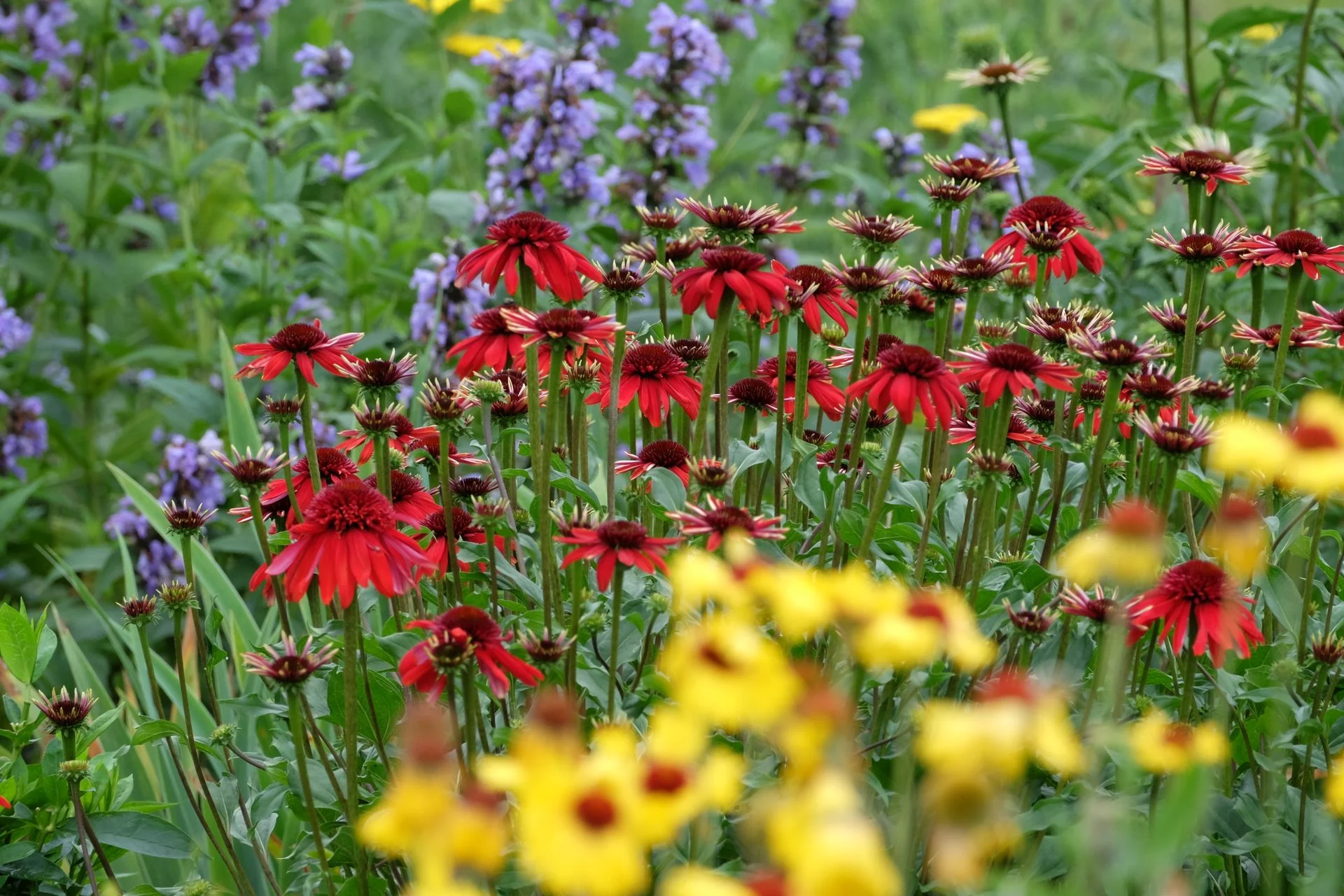 Echinacea <br>CONEFLOWER MIXED COLOURS - Image 16