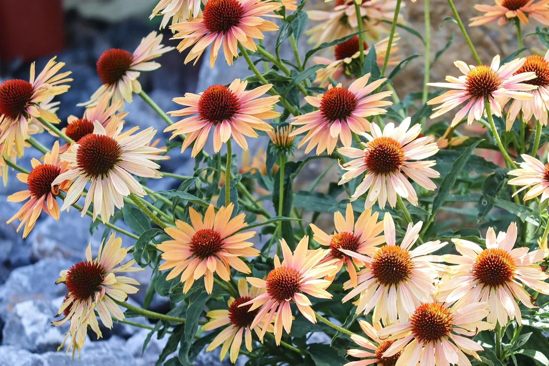 Echinacea <br>CONEFLOWER MIXED COLOURS - Image 2