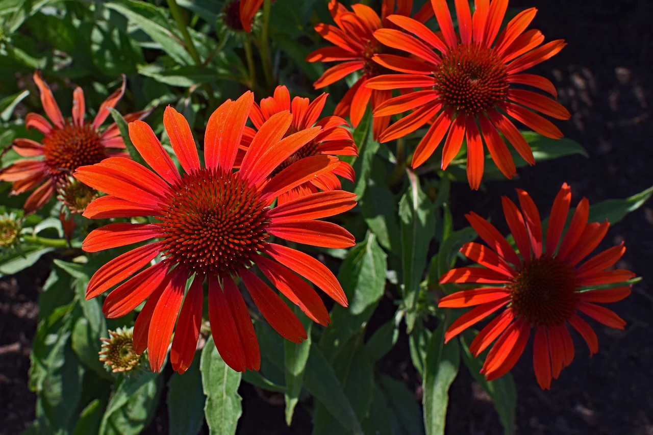 Echinacea <br>CONEFLOWER MIXED COLOURS - Image 6
