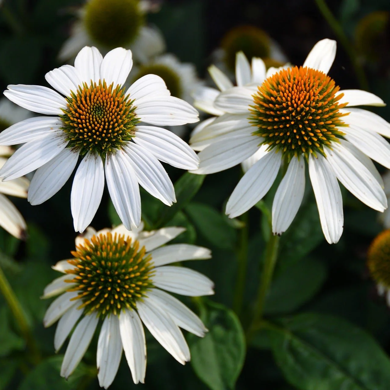 Echinacea <br>CONEFLOWER MIXED COLOURS - Image 7