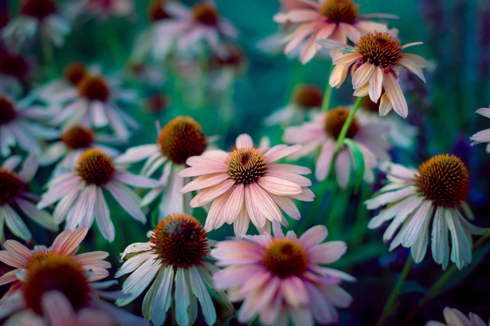 Echinacea <br>CONEFLOWER MIXED COLOURS - Image 8