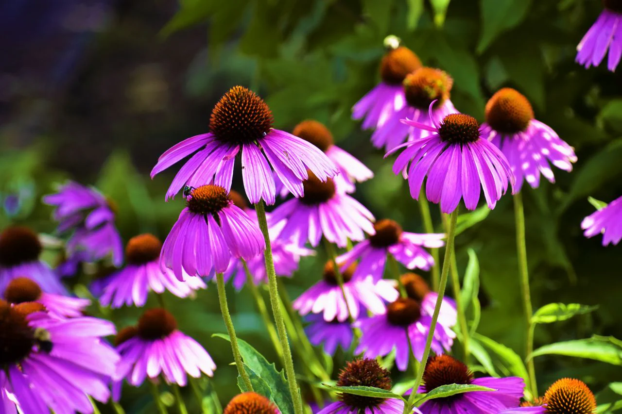 Echinacea <br>CONEFLOWER MIXED COLOURS - Image 9
