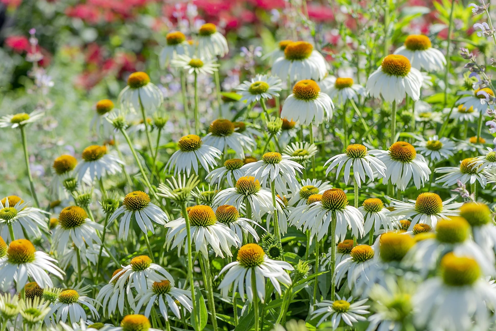 Echinacea <br>CONEFLOWER 'WHITE SWAN' TALL
