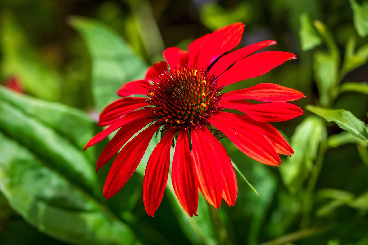 Echinacea purpurea <br>CONEFLOWER SCARLET RED SHADES - Image 2