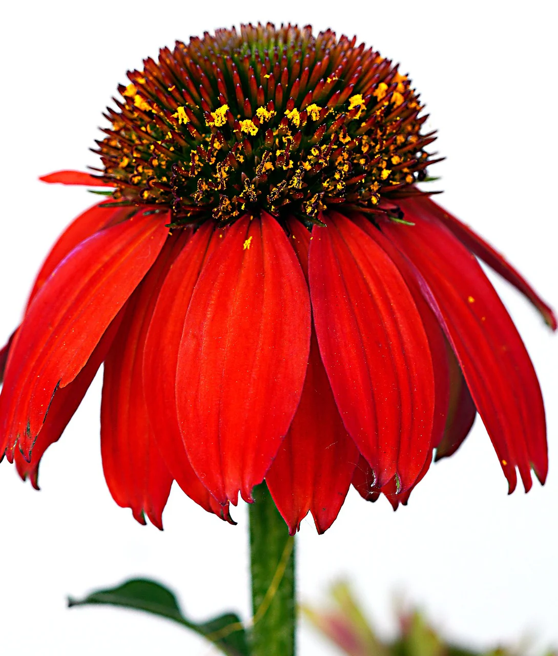 Echinacea purpurea <br>CONEFLOWER SCARLET RED SHADES - Image 5