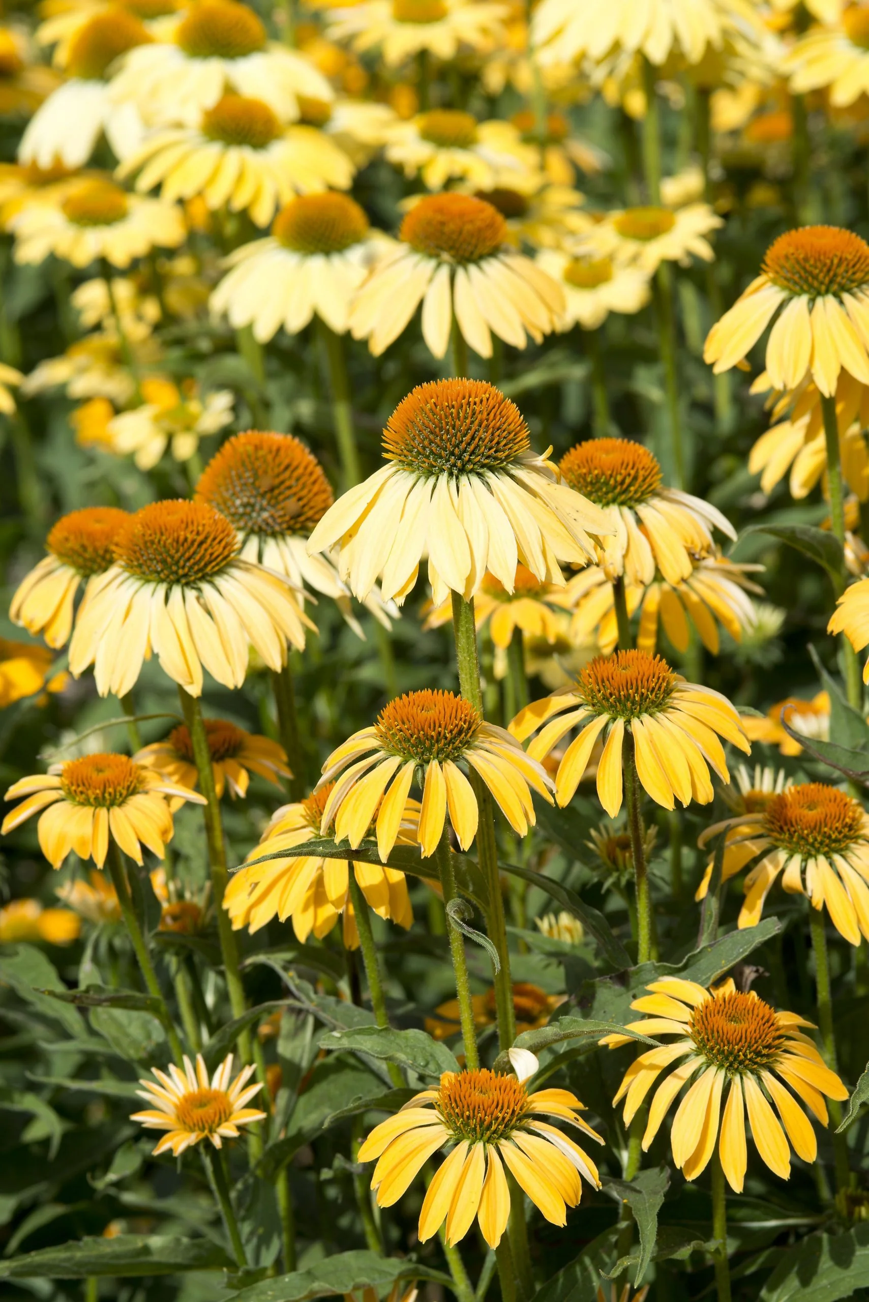 Echinacea purpurea <br>CONEFLOWER PARADISO YELLOW