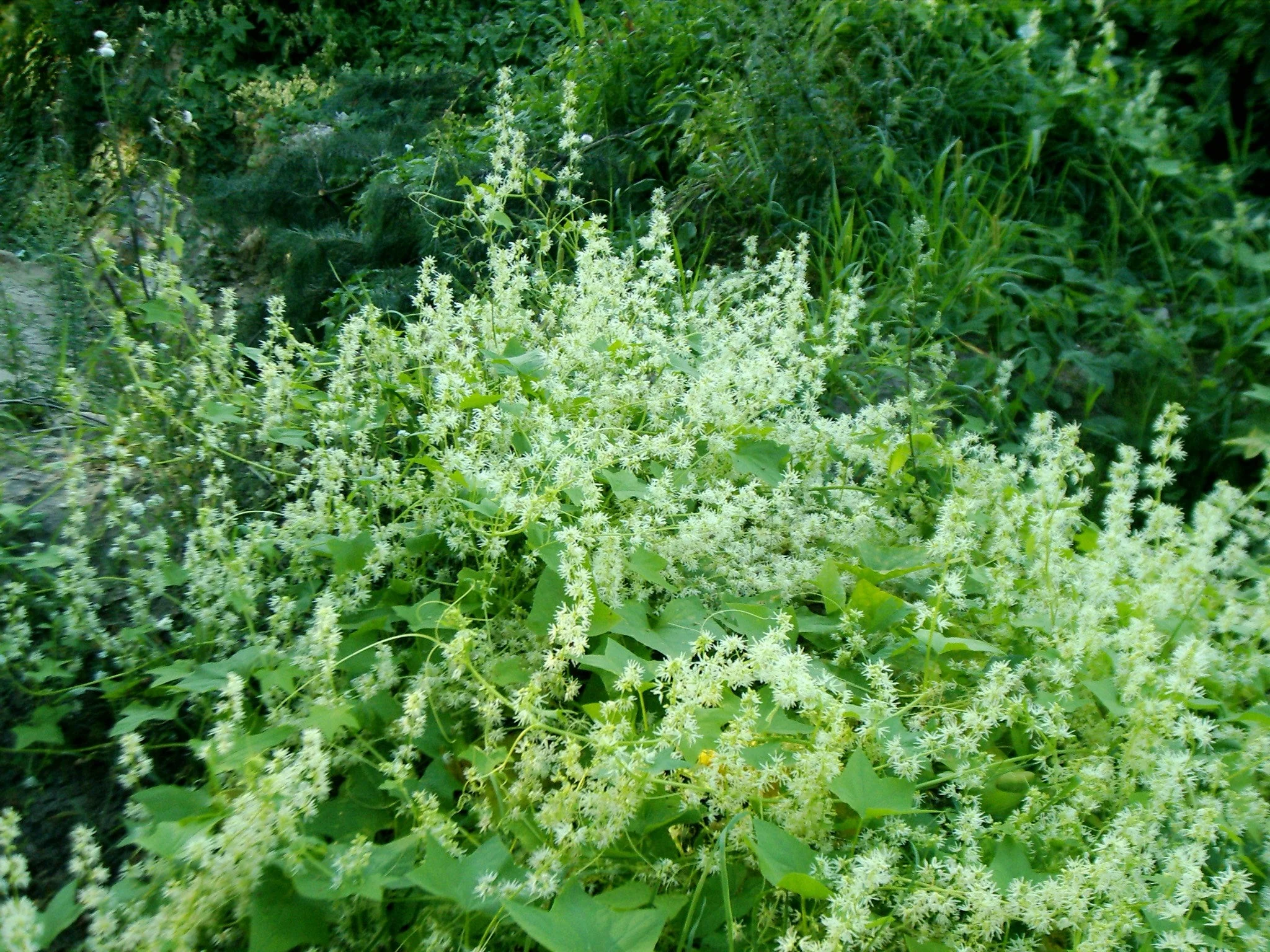 Echinocystis lobata <br>WILD CUCUMBER - Image 2