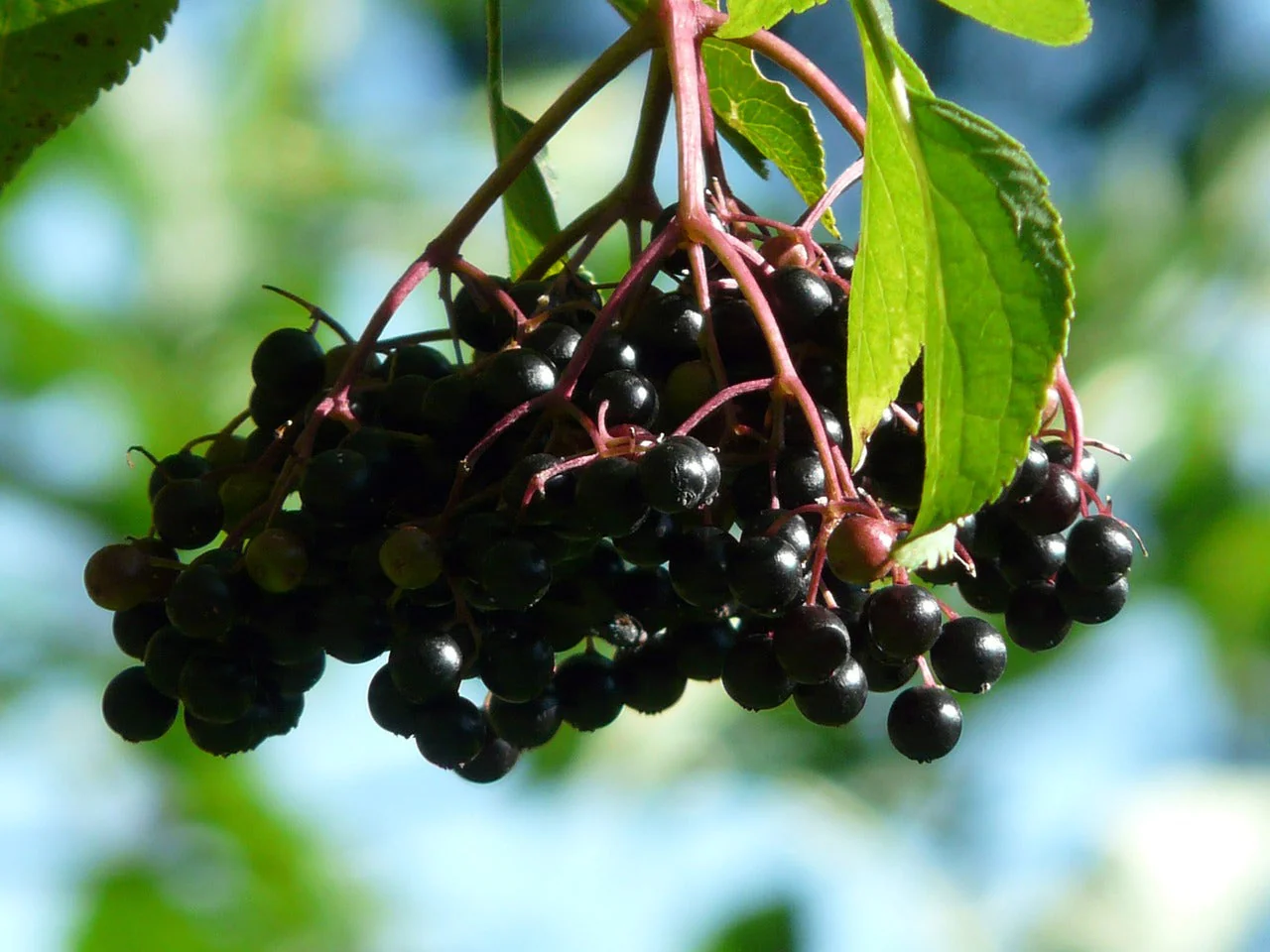 Sambucus canadensis <br>ELDERBERRY