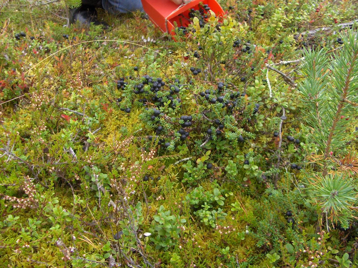 Empetrum nigrum <br>CROWBERRY - Image 2