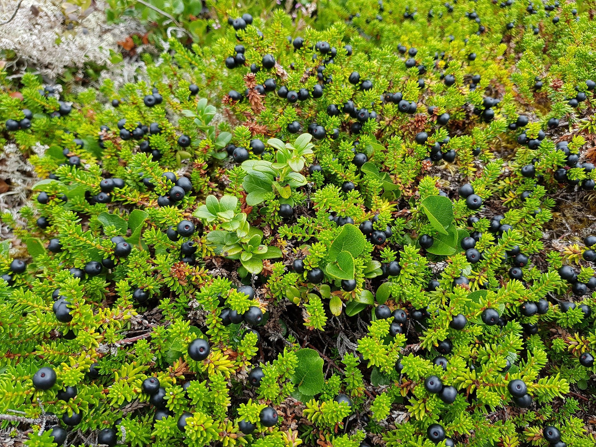 Empetrum nigrum <br>CROWBERRY - Image 3